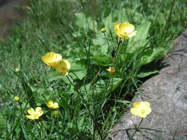 Buttercups at Stratton Pond